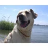 Amberdog Bernsteinkette>Futterfreund Amberdog Bernsteinkette -Sonne- 42 cm