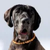 Amberdog Bernsteinkette>Futterfreund Amberdog Bernsteinkette -Sonne- 68 cm