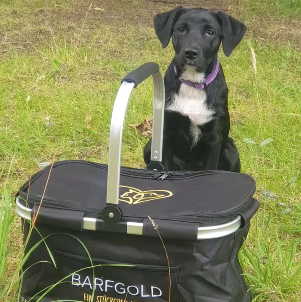 Barfgold|Unterwegs Mit Hund>Futterfreund Barfgold Kühlkorb m. Vortasche und Reißverschluss