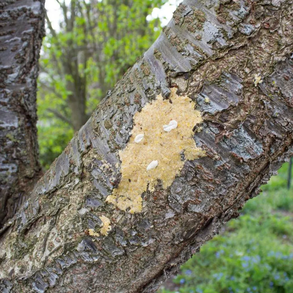 Wildvogelfutter>Futterfreund JR Farm Bark-Butter Nüsse 2 kg