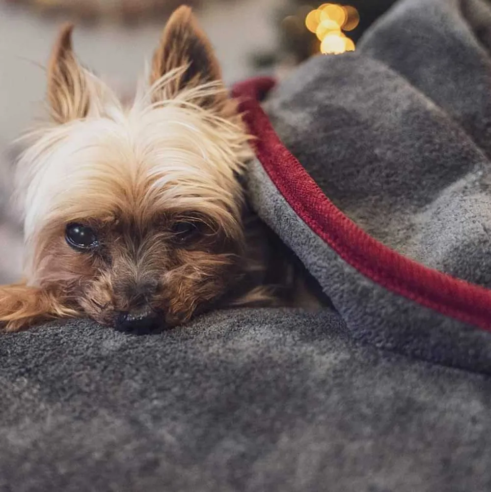 Unterwegs Mit Hund|Schlafplatz>Futterfreund TrendPet Ruby Kuschel- und Trocknungsdecke, grau