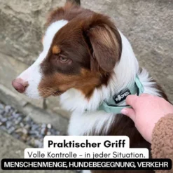 Halsbänder, Leinen & Geschirre><noscript><img width=