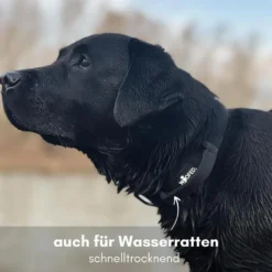 Halsbänder, Leinen & Geschirre><noscript><img width=